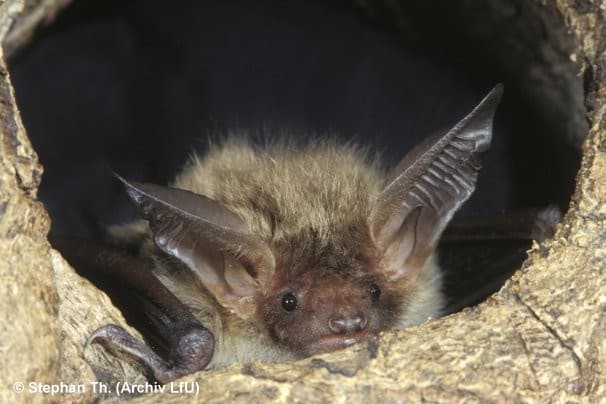 Fledermaus